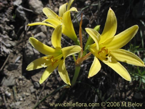 Bild von Rhodophiala montana (Añañuca de las montañas). Klicken Sie, um den Ausschnitt zu vergrössern.