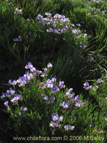 Imágen de Lathyrus multiceps (Arvejilla de cordillera / Clarincillo). Haga un clic para aumentar parte de imágen.