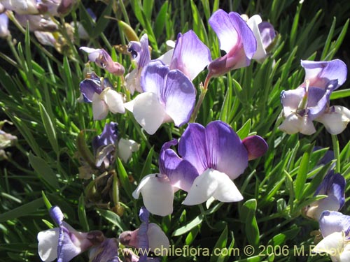 Imágen de Lathyrus multiceps (Arvejilla de cordillera / Clarincillo). Haga un clic para aumentar parte de imágen.