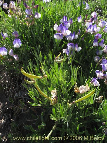 Image of Lathyrus multiceps (Arvejilla de cordillera / Clarincillo). Click to enlarge parts of image.