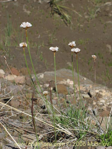 Armeria maritima的照片