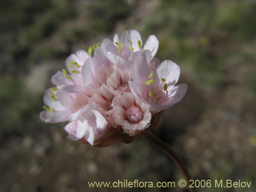 Image of Armeria maritima (Armeria). Click to enlarge parts of image.