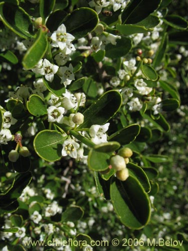 Imágen de Discaria serratifolia (Chacay). Haga un clic para aumentar parte de imágen.