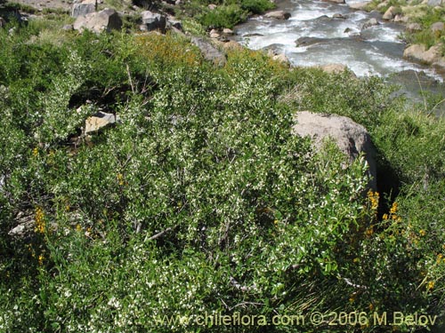 Imágen de Discaria serratifolia (Chacay). Haga un clic para aumentar parte de imágen.