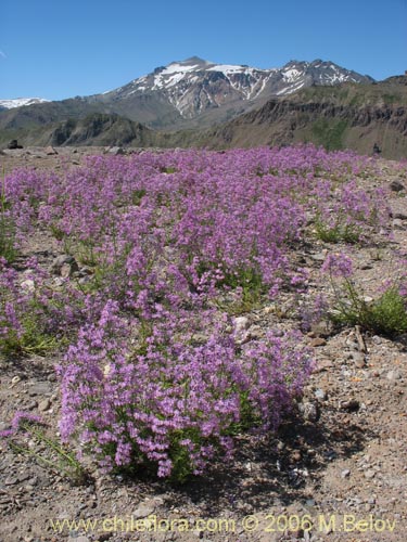 Imágen de Schizanthus hookerii (Mariposita). Haga un clic para aumentar parte de imágen.