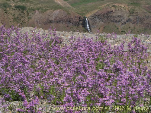 Bild von Schizanthus hookerii (Mariposita). Klicken Sie, um den Ausschnitt zu vergrössern.