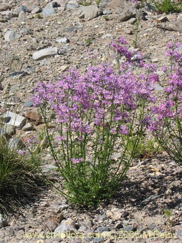 Image of Schizanthus hookerii (Mariposita). Click to enlarge parts of image.