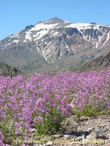 Image of Schizanthus hookerii (Mariposita). Click to enlarge parts of image.