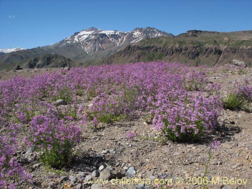 Image of Schizanthus hookerii (Mariposita). Click to enlarge parts of image.