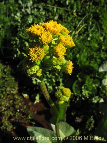 Imágen de Senecio fistulosus (Hualtata). Haga un clic para aumentar parte de imágen.