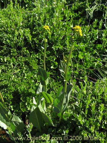 Imágen de Senecio fistulosus (Hualtata). Haga un clic para aumentar parte de imágen.