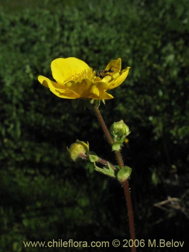 Image of Geum magellanicum (Hierba del clavo). Click to enlarge parts of image.