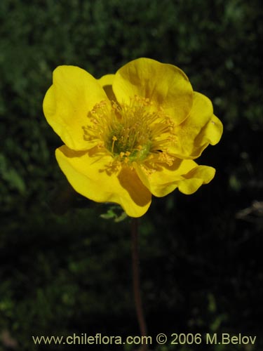 Imágen de Geum magellanicum (Hierba del clavo). Haga un clic para aumentar parte de imágen.