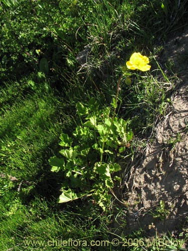 Фотография Geum magellanicum (Hierba del clavo). Щелкните, чтобы увеличить вырез.