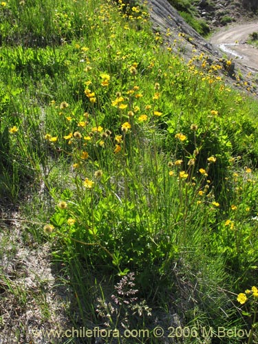 Bild von Ranunculus peduncularis var. erodiifolius (Botón de oro / Centella). Klicken Sie, um den Ausschnitt zu vergrössern.