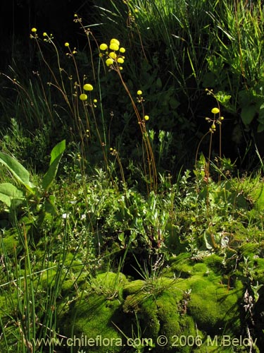 Calceolaria filicaulis ssp. filicaulisの写真