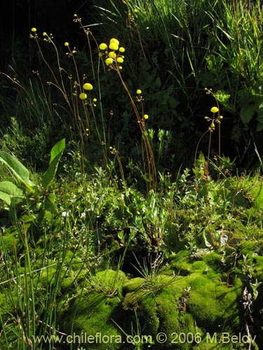 Bild von Calceolaria filicaulis ssp. filicaulis (Capachito de las vegas / Arguenita). Klicken Sie, um den Ausschnitt zu vergrössern.