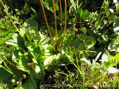 Calceolaria filicaulis ssp. filicaulis的照片