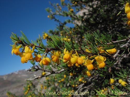 Bild von Berberis empetrifolia (Uva de la cordillera / Palo amarillo). Klicken Sie, um den Ausschnitt zu vergrössern.