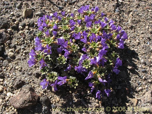 Imágen de Viola cotyledon (Hierba de corazón). Haga un clic para aumentar parte de imágen.