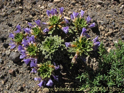 Imágen de Viola cotyledon (Hierba de corazón). Haga un clic para aumentar parte de imágen.