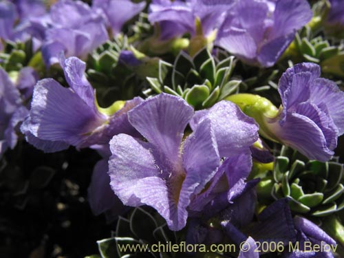 Фотография Viola cotyledon (Hierba de corazón). Щелкните, чтобы увеличить вырез.