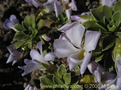 Фотография Viola cotyledon (Hierba de corazón). Щелкните, чтобы увеличить вырез.