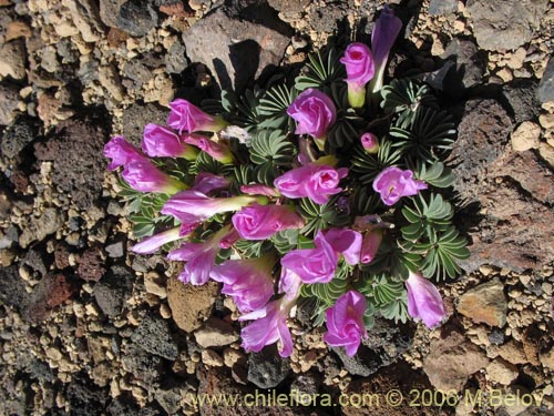 Oxalis adenophylla의 사진