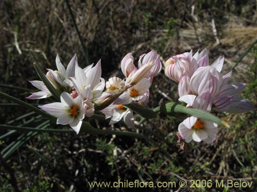 Image of Sisyrinchium junceum ssp. junceum (Huilmo rosado). Click to enlarge parts of image.