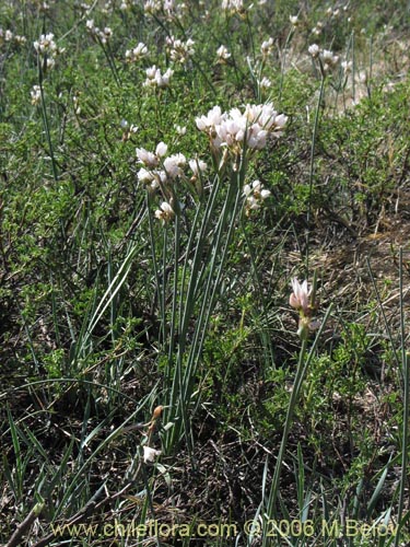 Imágen de Sisyrinchium junceum ssp. junceum (Huilmo rosado). Haga un clic para aumentar parte de imágen.