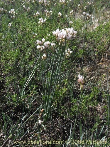 Sisyrinchium junceum ssp. junceumの写真