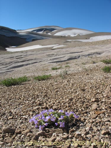 Фотография Viola cotyledon (Hierba de corazón). Щелкните, чтобы увеличить вырез.