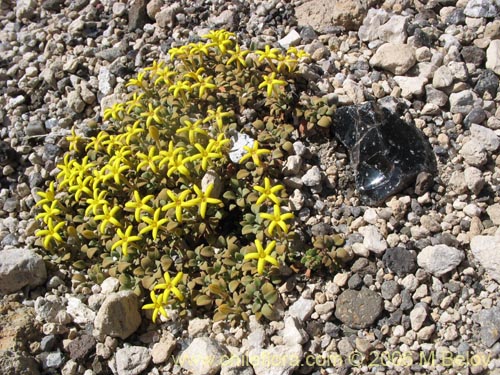 Imágen de Oreopolus glacialis (Oreopolo). Haga un clic para aumentar parte de imágen.