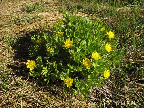 Ranunculus peduncularis var. erodiifolius的照片