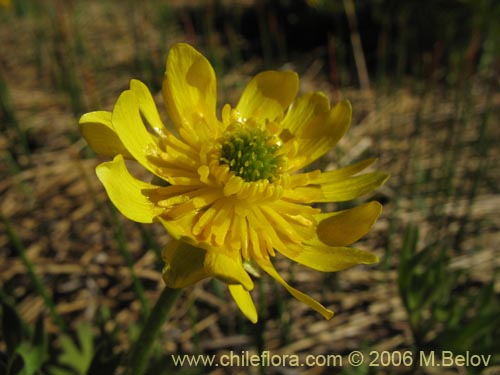 Imágen de Ranunculus peduncularis var. erodiifolius (Botón de oro / Centella). Haga un clic para aumentar parte de imágen.