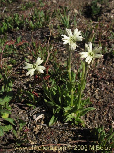 Bild von Silene chilensis (). Klicken Sie, um den Ausschnitt zu vergrössern.