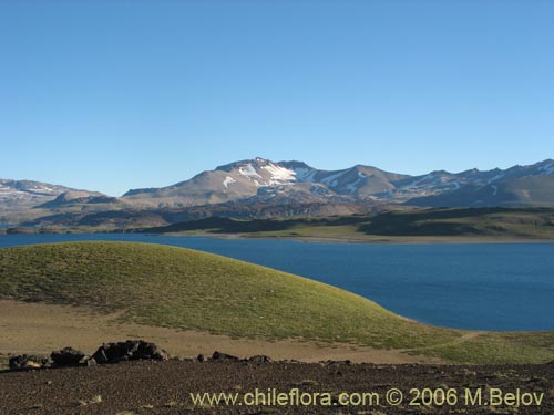 View of Laguna Maule, with grass-covered slope in the foreground.