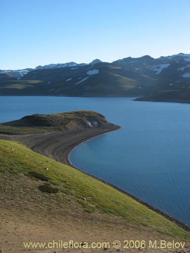 Image of a green coast of Laguna Maule (Maule Lake).