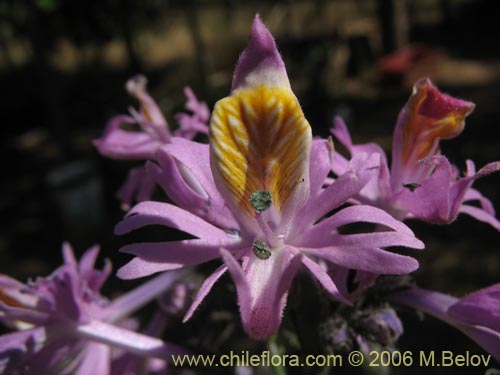 Bild von Schizanthus hookerii (Mariposita). Klicken Sie, um den Ausschnitt zu vergrössern.