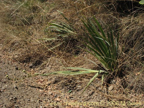 Image of Sisyrinchium cuspidatum (). Click to enlarge parts of image.