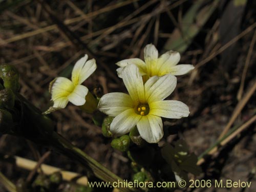 Image of Sisyrinchium cuspidatum (). Click to enlarge parts of image.