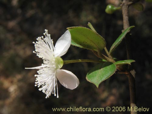 Фотография Luma apiculata (Arrayan / Palo colorado). Щелкните, чтобы увеличить вырез.