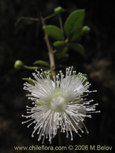 Bild von Luma apiculata (Arrayan / Palo colorado). Klicken Sie, um den Ausschnitt zu vergrössern.