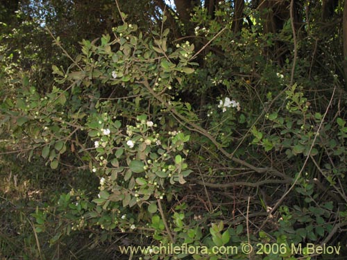Luma apiculata의 사진