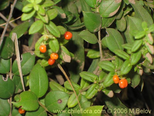 Image of Galium hypocarpium (Relbún). Click to enlarge parts of image.