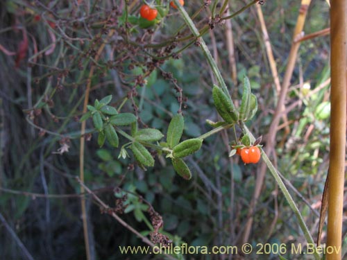 Image of Galium hypocarpium (Relbún). Click to enlarge parts of image.