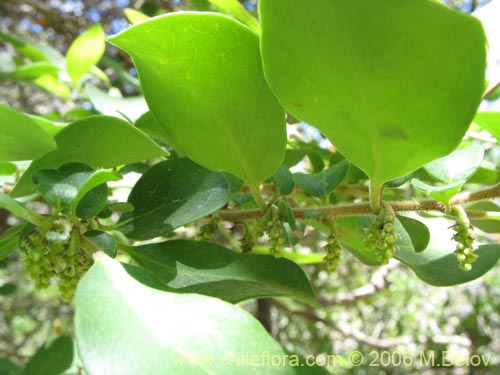 Bild von Azara integrifolia (Corcolén). Klicken Sie, um den Ausschnitt zu vergrössern.