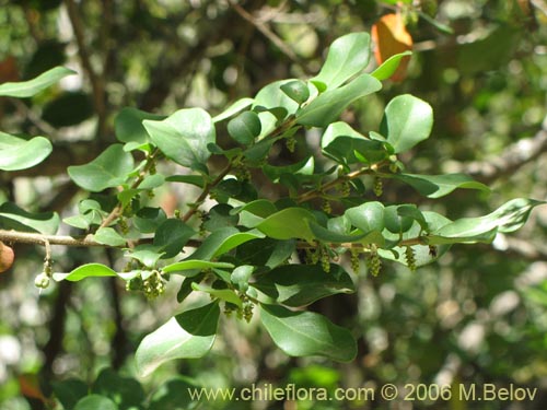 Imágen de Azara integrifolia (Corcolén). Haga un clic para aumentar parte de imágen.