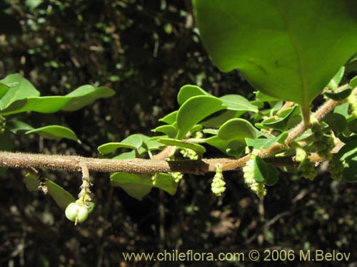 Фотография Azara integrifolia (Corcolén). Щелкните, чтобы увеличить вырез.
