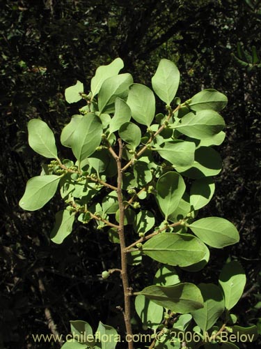 Bild von Azara integrifolia (Corcolén). Klicken Sie, um den Ausschnitt zu vergrössern.